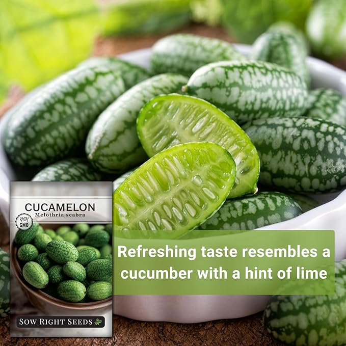 Sow Right Seeds - Cucamelon Seeds for Planting - Non-GMO Heirloom Packet with Instructions to Plant an Outdoor Home Vegetable Garden - Mini Bitter Mouse Melon, Mexican Sour Gherkin - Rare Variety (1)