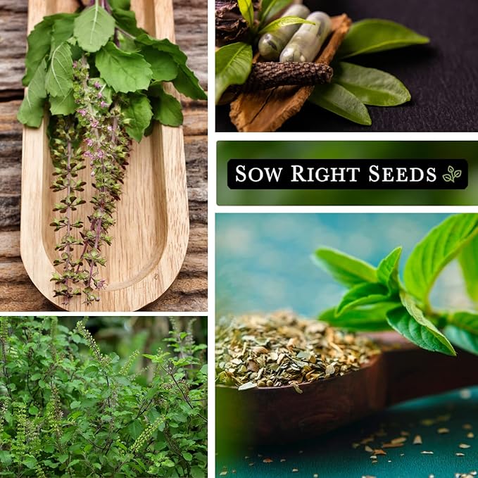 Sow Right Seeds - Holy Basil Tulsi Seed for Planting - Culinary Herb to Plant in Your Garden - Indoors or Outdoors - Ayurvedic Medicine and Tea - Non-GMO Heirloom Seeds - Great Gardening Gift (4)