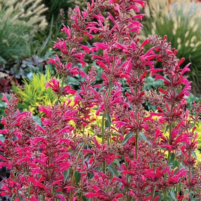 50+ Perennial Arizona Sandstone Hummingbird Mint Flower Seeds for Planting Outdoor- Rare Agastache Seeds Garden Home Plant Non-GMO