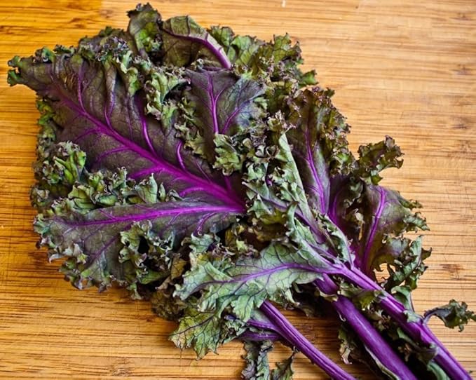 500 Organic Red Russian Kale Seeds for Planting Heirloom Non GMO 1.75+ Grams Garden Vegetable Bulk Survival