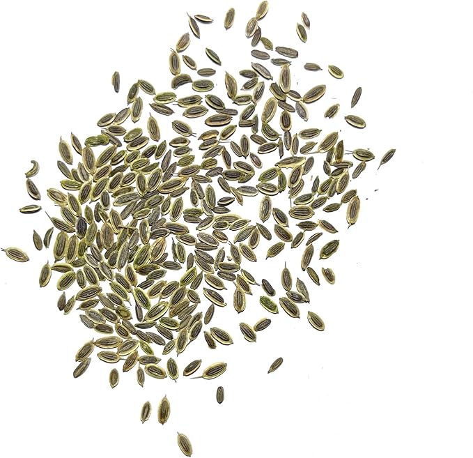 Seed Needs Dill Seeds for Planting Bouquet Herbs - Non-GMO Heirloom & Untreated Herb Seed to Plant a Home Grown Indoor/Outdoor Garden (1 Pack)