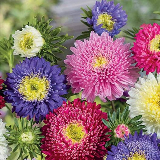 Seeds Aster Pompon Mix Giant Flower Annual Outdoor Garden Cut for Planting Non GMO