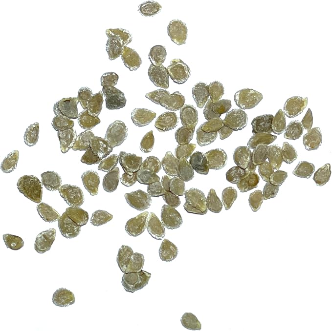 Seed Needs Tomato Seeds for Planting Black Cherry Tomatoes - Non-GMO Heirloom & Untreated Indeterminate Variety to Plant a Home Grown Outdoor Vegetable Garden (1 Pack)