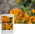 Siberian Wallflower Seeds (Cheiranthus allionii) –400+ Heirloom Non-GMO Seeds by Isla’s Garden Seeds, Bright Orange Blooms, Easy to Grow, Attracts Pollinators, Perfect for Borders & Wildflower Gardens