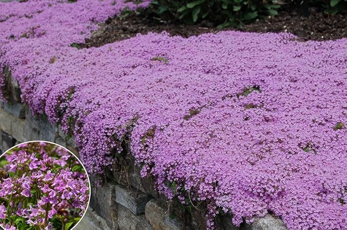 1500+ Creeping Thyme Flowers Seeds Herb Seed Thymus Serpyllum Ground Cover Plant