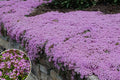 1500+ Creeping Thyme Flowers Seeds Herb Seed Thymus Serpyllum Ground Cover Plant