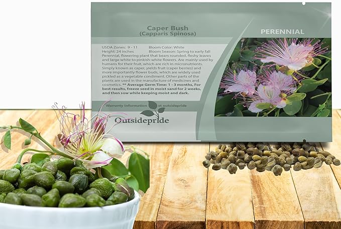 Outsidepride Caper Bush Seeds - 100 Pcs. Perennial, Low Maintenance, Herb Seeds for Planting Edible Fleshy Leaves & Large Pinkish-White Blooms for Culinary Use & Pollinator Gardens