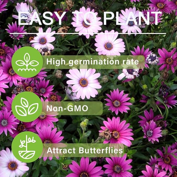 300+ African Daisy Flower Seeds – Heirloom Non-GMO, Bright Colorful Blooms, Long Flowering Season, Drought Tolerant, Ideal for Outdoor Gardens, Landscaping