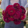 Eden Brothers Zinnia Benary Giant Wine - Packet, Non-GMO Seeds for Planting, Packet | Low-Maintenance Flower Seeds, Plant During Spring, Zones 2, 3, 4, 5, 6, 7, 8, 9, 10