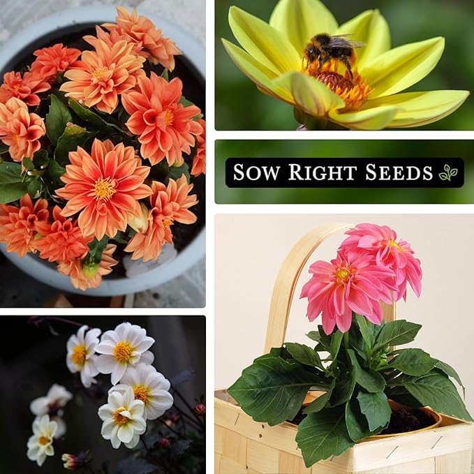 Sow Right Seeds - Dwarf Single Mix Dahlia Flower Seeds for Planting - Non-GMO Heirloom Packet - Rare Colors to Attract Pollinators - Cut and Come Again - Symmetrical Blooms Great for Bouquets (1)