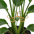 Iron Monstera Support, 3 PCS Plant Stem Support Plant Support Stakes for Indoor Plants and Flowers Stable Plant Stakes and Supports Turtle Shell Bamboo Clamp Set for Thriving Growth