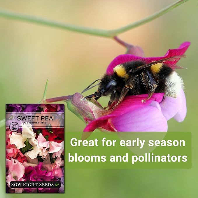 Sow Right Seeds - Mammoth Mix Sweet Pea Seeds for Planting - Beautiful Flowers to Plant in Your Garden - Non-GMO Heirloom Packet - Fragrant Colorful Blooms for Bouquets - Wonderful Gardening Gift (1)