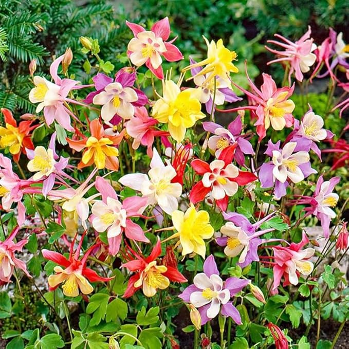 100+ Perennial Aquilegia Hybrida Swan Columbine Garden Flower Seeds for Planting Outdoors-Heirloom Non-GMO Flower Seeds