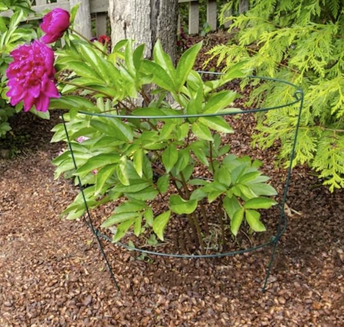18" W x 36" L Double Green Metal Peony Ring Plant Supports (24)