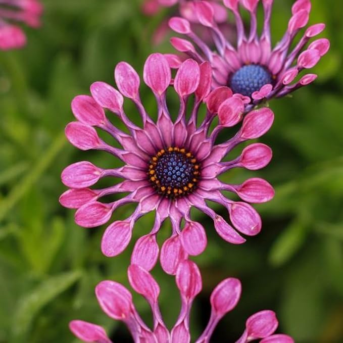 150+ Rare Daisy Flowers Seeds for Planting - African Daisy Seeds Non-GMO Perennial Garden Plants Seeds Outdoor Daisy Flower Home Garden