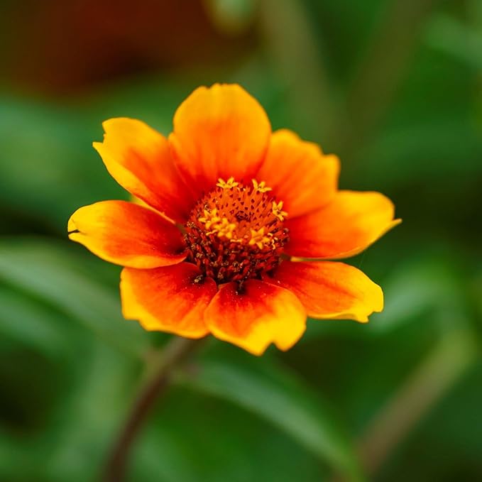 Eden Brothers Zinnia Seeds - Chippendale Daisy, Non-GMO Seeds for Planting, Packet | Low-Maintenance Flower Seeds, Plant During Spring, Zones 3, 4, 5, 6, 7, 8, 9, 10