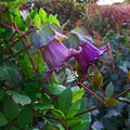 Outsidepride Violet Cobea Cup and Saucer Vine Seeds - 100 Pcs Perennial Climbing Vine Flower Seeds with Lush Foliage & Large Flowers That Attract Pollinators, for Fences, Trellises, or Walls