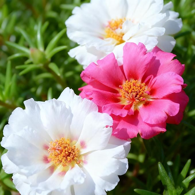 Mixed Color Portulaca Grandiflora Seeds, 20000 Double Moss Rose Seeds for Planting, Heirloom Ground Cover - Purslane Flower Seed for Outside, Beds, Yards, Flower Garden