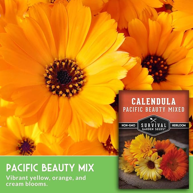 Pacific Beauty Mix Calendula Seeds for Planting – Colorful Heirloom Pot Marigold with Edible & Medicinal Flowers, Pollinator Friendly – Survival Garden Seeds (2 Packs)