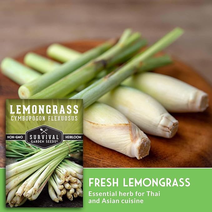 Lemongrass Seeds for Planting - Lemon Scented Asian Lemongrass for Your Home Vegetable Garden - Heirloom Non-GMO Open-Pollinated - Survival Garden Seeds (5 Packs)