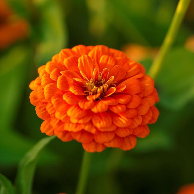 Eden Brothers Zinnia Seeds - Orange King, Non-GMO Seeds for Planting, 1 lb | Low-Maintenance Flower Seeds, Plant During Spring, Zones 3, 4, 5, 6, 7, 8, 9, 10