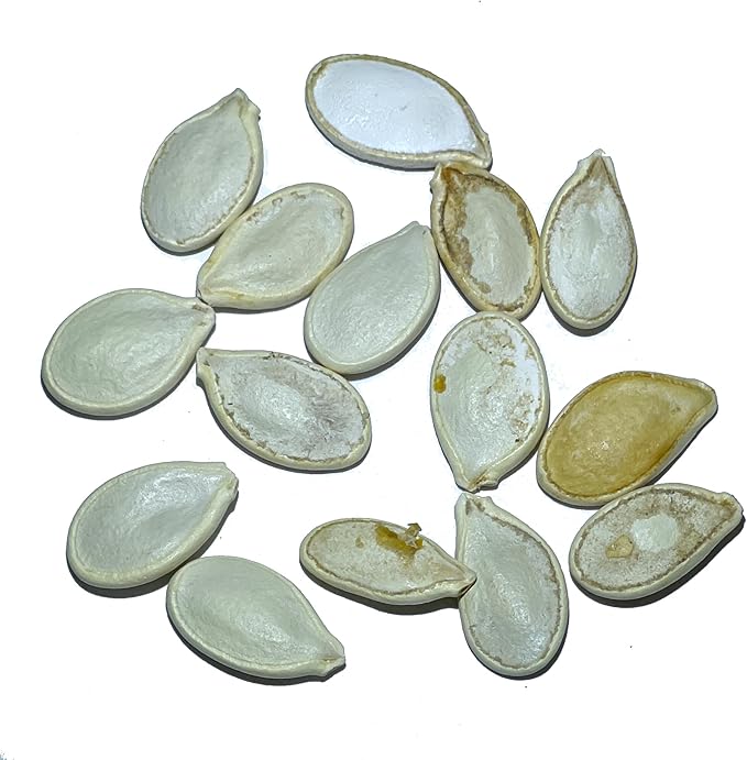 Seed Needs Blue Hubbard Winter Squash Seeds for Planting - Non-GMO, Heirloom & Untreated - Golden Yellow Sweet Flesh Perfect for Baking & Cooking (1 Pack)