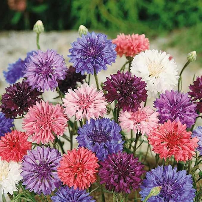 5500+ Mix Color Cornflower Seeds for Planting - Perennial Dwarf Bachelor Button Seeds for Home Garden Perennial Flowers Outdoor Indoor Garden