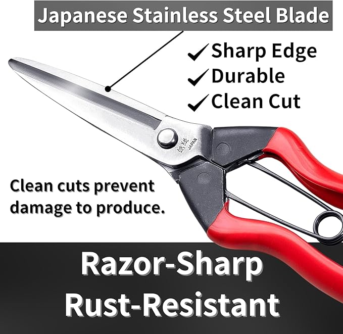 Harvesting Scissors Blunt Tips 7.9" for Vegetable, Fruits, Plants - Japanese Garden Shears Pruning Snips - Sharp Japanese Stainless Steel Blade & Non-Slip Spring-Loaded Handle - Made in Japan
