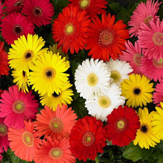 Outsidepride Revolution Select Mix Gerbera Seeds - 20 Pcs Perennial, Compact & Low Maintenance, Flower Seeds for Planting w/Vibrant Blooms, Ideal for Garden Landscaping & Cut Flower Arrangements