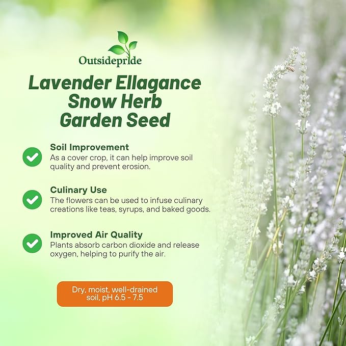 Outsidepride Ellagance Snow Lavender Seeds - 50 Pcs Perennial, Drought-Tolerant & Pollinator Friendly Herb Seeds for Planting Fragrant and Delicate Flowers with White Blooms for Xeriscaping Gardens