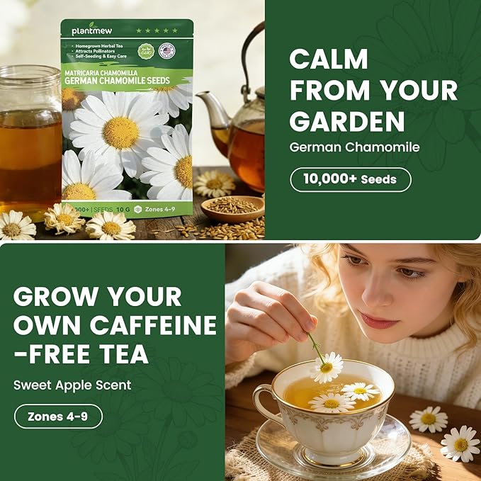 German Chamomile Seeds for Planting - 10,000+ Non-GMO Heirloom Seeds (Matricaria chamomilla), Homegrown Herbal Tea, Attracts Pollinators, Self-Seeding, USDA Zones 4-9, Medicinal Herb