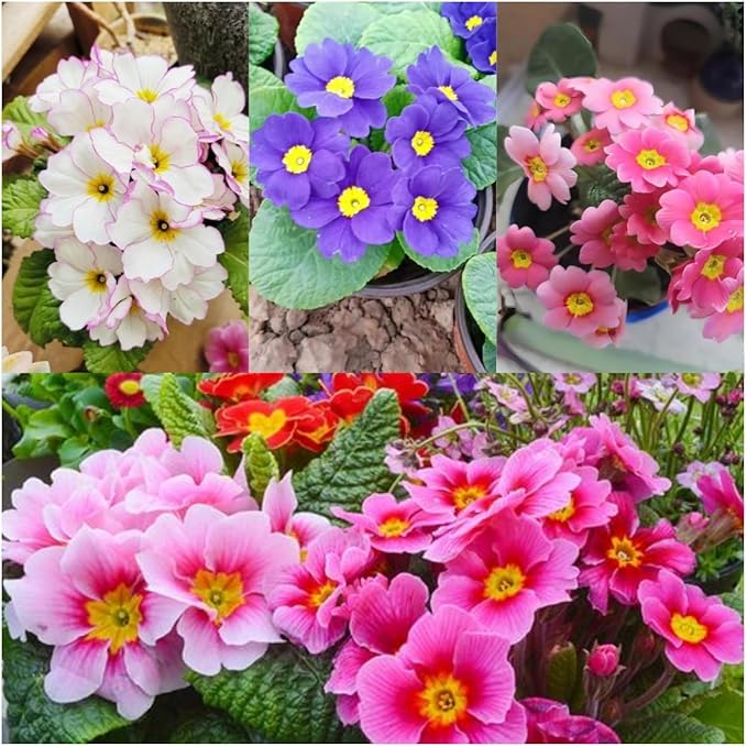 Primrose Flower Seeds (300pcs) – Colorful Perennial Blooms for Patio Pots, Rock Gardens & Bonsai Décor – Easy to Grow, Long-Lasting Spring Flowers Gift for Garden Lovers