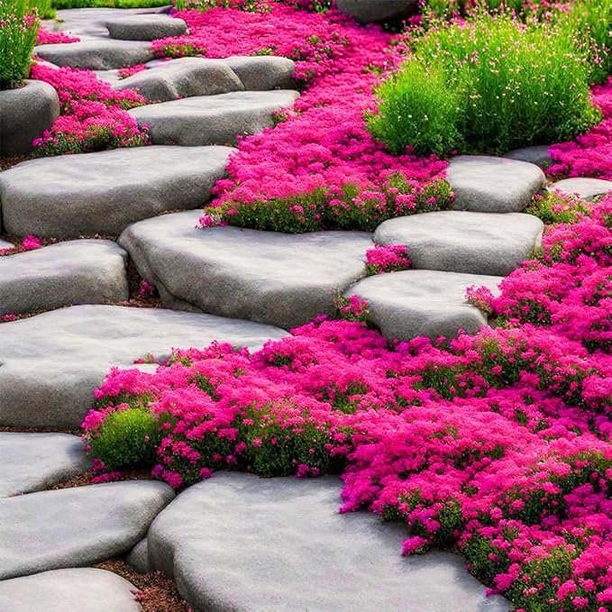 15500+ Mix Magic Perennial Creeping Thyme Seeds for Planting, Thymus Serpyllum Heirloom, Ground Cover Plants