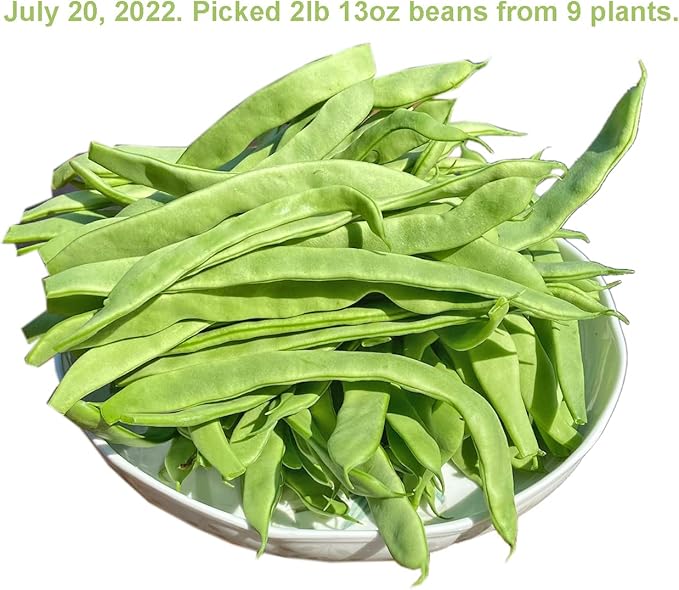 for 2026-Organic Pole Bean Seeds for Planting Vegetables and Fruits-Chinese Green Bean Seed(芸豆,青扁豆) French/Romano Pole Beans.Non GMO Garden Seed for Home Vegetable Garden(30-37 Veggie Seeds-Helda)