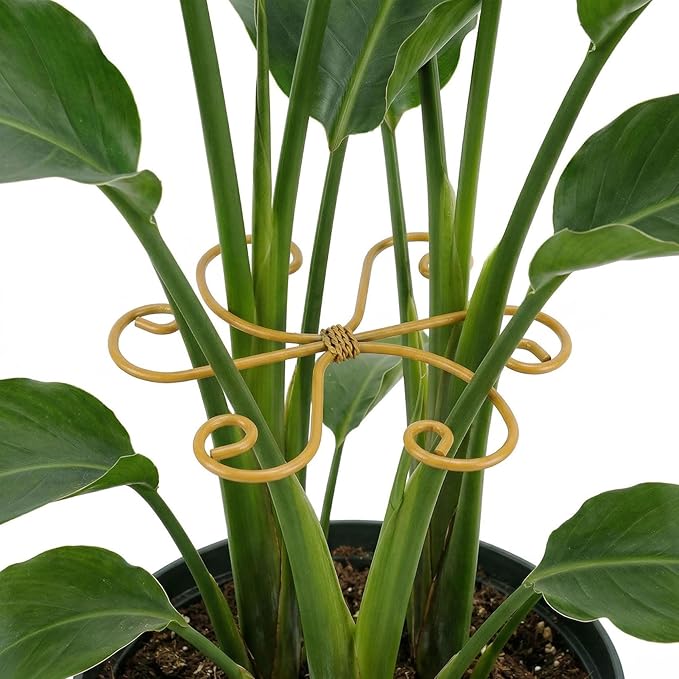 Iron Monstera Support, 3 PCS Plant Stem Support Plant Support Stakes for Indoor Plants and Flowers Stable Plant Stakes and Supports Turtle Shell Bamboo Clamp Set for Thriving Growth