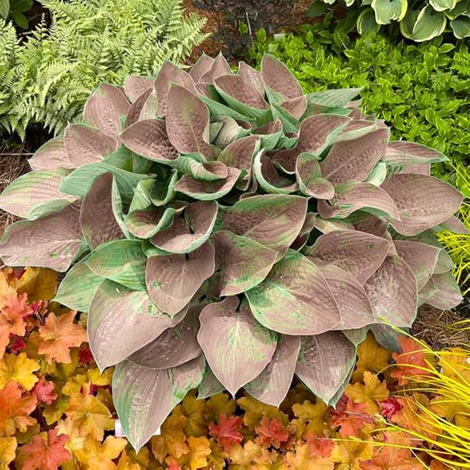 Mix Hosta Seeds-215Pcs Perennial Flower Seeds for Planting in Your Home Ganden