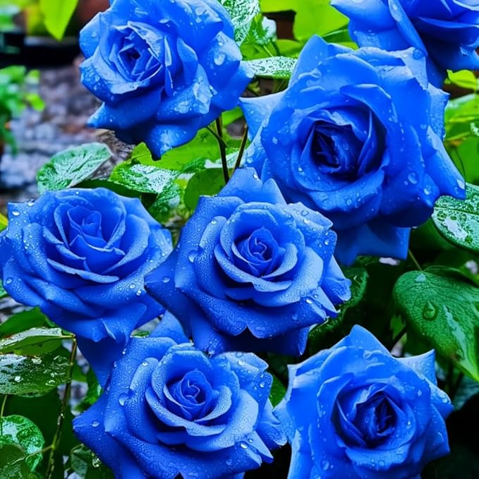 Perennial Rose Seeds Mix 110PCS – Colorful Blooming Perennial – Ideal for Patio, Balcony & Floral Gifts