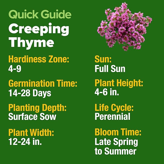 HOME GROWN Purple Creeping Thyme Seeds Non-GMO Ground Cover Flowers 22000+ Edible Herb Seeds for Planting Lawns & Paths 3g Perennial Thymus serpyllum