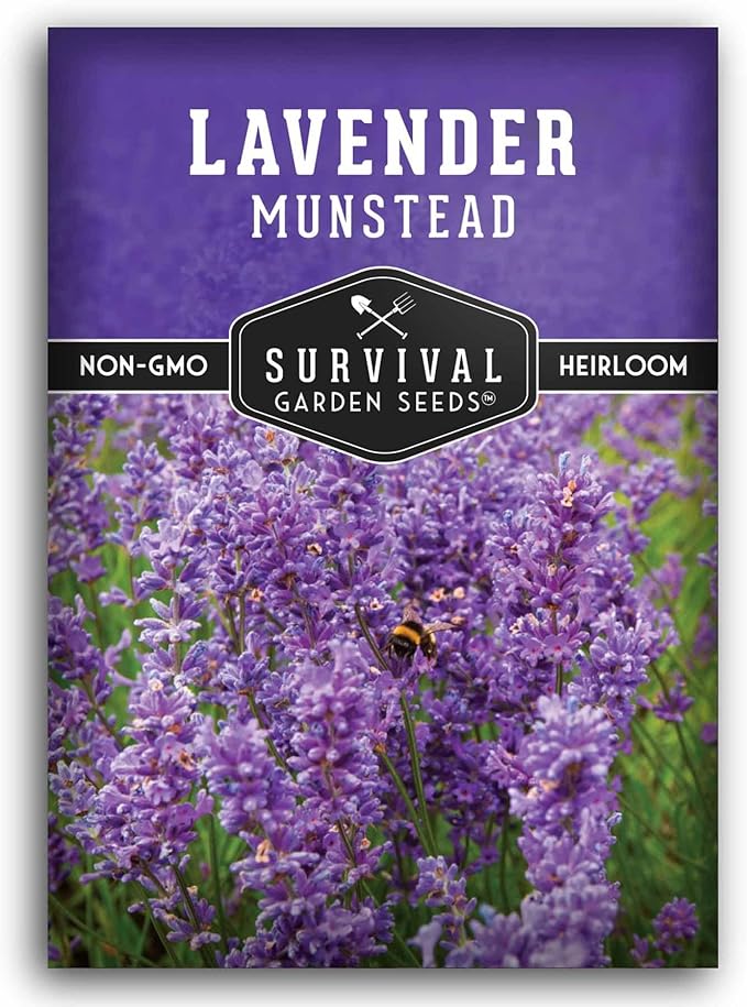 Munstead English Lavender Seeds for Planting – Compact Dwarf Hardy Perennial Herb for Indoor or Outdoor Gardens, Culinary & Fragrant Pollinator Flower - Survival Garden Seeds (1 Pack)