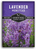 Munstead English Lavender Seeds for Planting – Compact Dwarf Hardy Perennial Herb for Indoor or Outdoor Gardens, Culinary & Fragrant Pollinator Flower - Survival Garden Seeds (1 Pack)