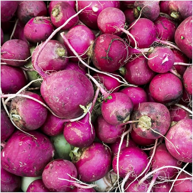 Seed Needs Radish Seeds for Planting Purple Plum Radishes - Non-GMO Heirloom & Untreated - Grow a Home Grown Vegetable Garden - Cool Weather Crops (2 Packs)