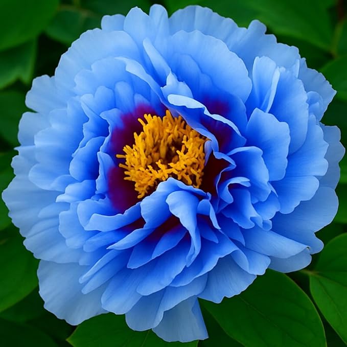 110+ Mix Color Peony Seeds, Non-GMO Heirloom Peony Seeds for Planting, Perennial Flowers with Ruffled Blooms, Attracts Butterflies Pollinators