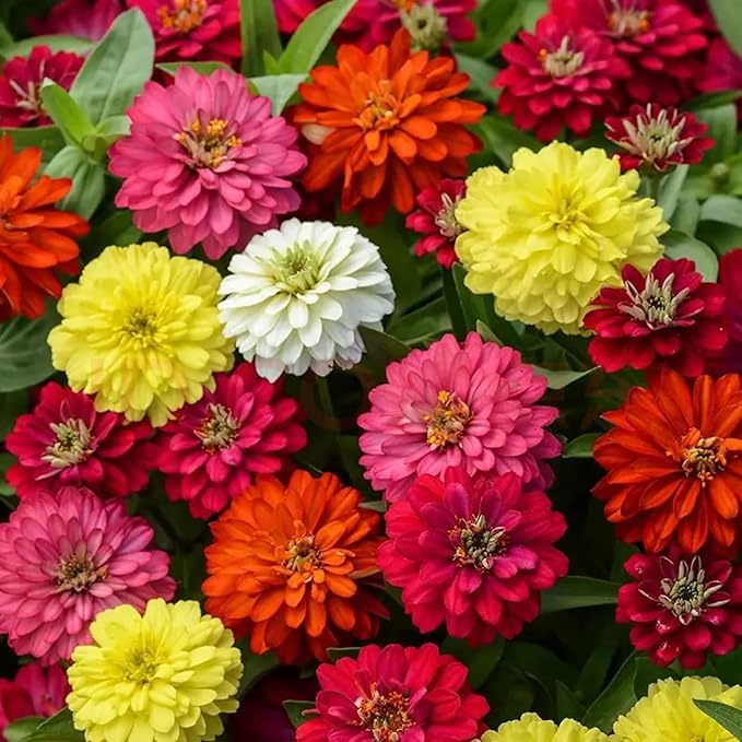 1000+ Crazy Blend Zinnia Seeds for Planting, Heat & Drought Tolerant, Zinnia Elegans Lilliput Seeds, Garden Cut Flower Mix, Non GMO, Untreated Mixed Color Zinnia Flowers
