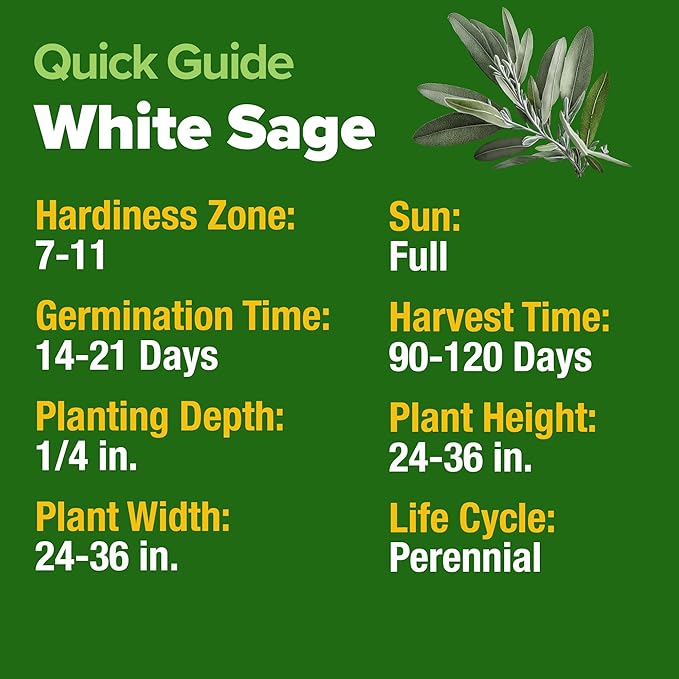 HOME GROWN Non GMO White Sage Seeds 323 Pack Heirloom Seeds - Grow Aromatic Sage Plants for Your Herb Seeds Garden with Sage for Planting Outdoor or Indoor (Salvia apiana)