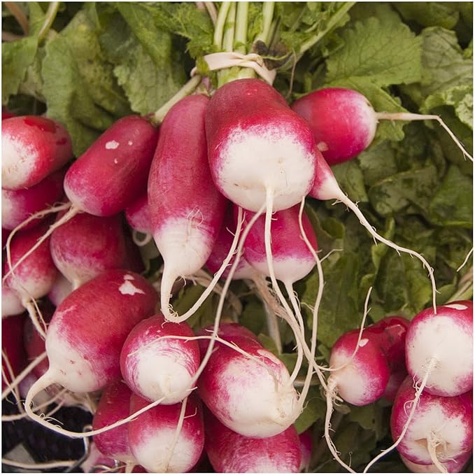 Seed Needs Radish Seeds for Planting French Breakfast Radishes - Non-GMO Heirloom & Untreated - Grow a Home Grown Vegetable Garden - Cool Weather Crops (1 Pack)