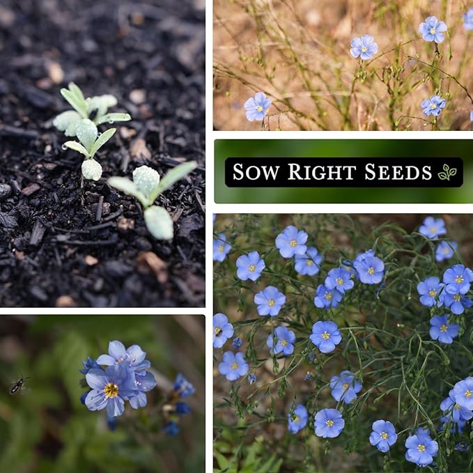 Sow Right Seeds - Blue Flax Seeds for Planting - Non-GMO Heirloom Packet with Instructions to Plant an Outdoor Wildflower Garden - Striking Blue Perennial Native, Drought Tolerant for Home Gardens (1)