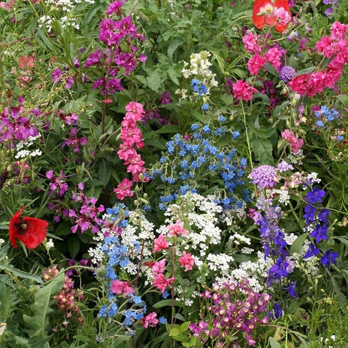 Outsidepride Partial Shade Wild Flower Seed Mix for All States - 5 lbs. Premium Blend of Annual & Perennial Wildflowers, Perfect for Partial Shade Areas, & Outdoor Planting for Gardens & Lawns