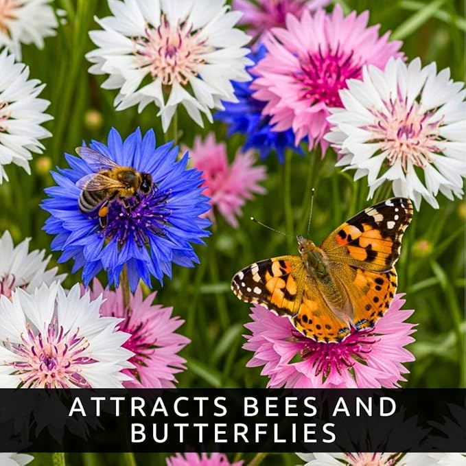 3,200 Mix Colors Bachelor Button Seeds – Heirloom Non-GMO USA Grown Cornflower Seeds – Easy to Grow Vibrant Flowers for Gardens, Bouquets, Pollinators, and Outdoor Landscaping