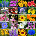 Grow Your Own Vibrant Annual and Perennial Wildflower Garden Seeds Mixture, Varieties for Pollinators and Spring Gardens - Western Regional Mix, 25 lbs