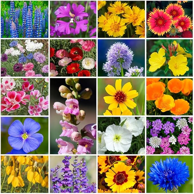 Grow Your Own Vibrant Annual and Perennial Wildflower Garden Seeds Mixture, Varieties for Pollinators and Spring Gardens - Western Regional Mix, 25 lbs